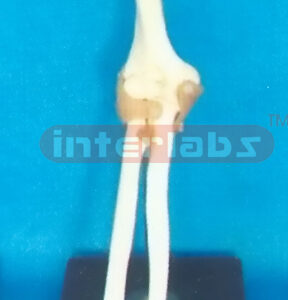 ADVANCED BIG L-ELBOW JOINT FUNCTIONAL MODEL (ASIA)