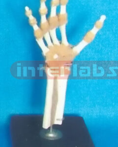 ADVANCED BIG L-ARM JOINT FUNCTIONAL MODEL (ASIA)