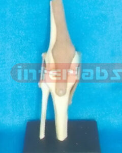 ADVANCED BIG L- KNEE JOINT FUNCTIONAL MODEL (ASIA)