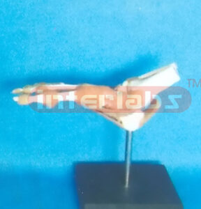 ADVANCED BIG L- FOOT JOINT FUNCTIONAL MODEL (ASIA)