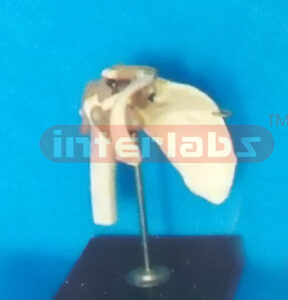 ADVANCED BIG L-SHOULDER JOINT FUNCTIONAL MODEL (EUR)
