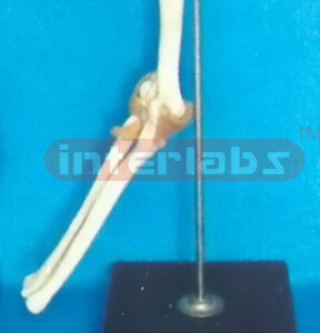 ADVANCED BIG LEFT ELBOW JOINT - FUNCTIONAL MODEL (EUR)