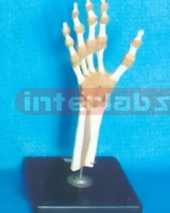 ADVANCED BIG L-ARM JOINT FUNCTIONAL MODEL (EUR)