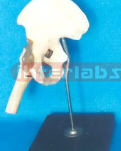 ADVANCED BIG L-HIP JOINT FUNCTIONAL MODEL (EUR)