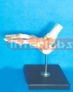 ADVANCED BIG L- FOOT JOINT FUNCTIONAL MODEL (EUR)