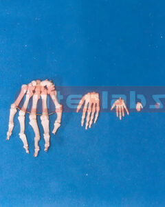 ADULT HAND BONES