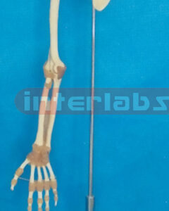 BIG ADULT ARM BONE WITH SCAPULA AND CLAVICLE AND THREE JOINTS WITH LIGAMENTS