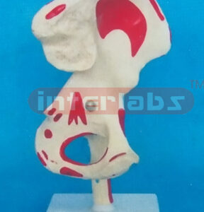 BIG ADULT HIP JOINT WITH MUSCLE LIGAMENT PAINTED