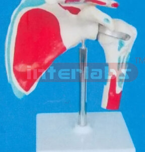 BIG ADULT SHOULDER JOINT IMUSCLE LIGAMENT PAINTED