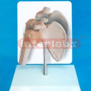 DESK-TYPE MIDDLE SHOULDER JOINT FUNCTIONAL MODEL WIDESCRIPTION PLATE