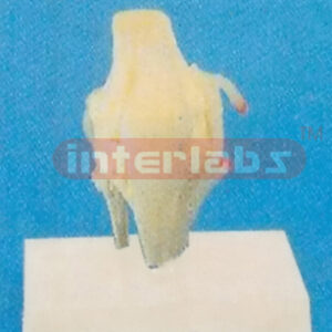 ADULT SHORT KNEE JOINT FUNCTION MODEL WITH MUSCLE