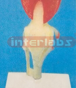 ADULT LONG KNEE JOINT TUNCTION MODEL WITH MUSCLE