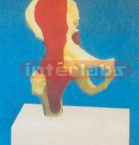 ADULT HIP JOINT MODEL WITH MUSCLE AND BASE