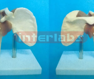 MIDDLE SHOULDER JOINT - FUNCTIONAL MODEL