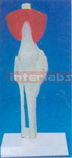 ADULT KNEE JOINT FUNCTION MODEL WITH MUSCLES