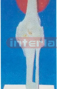 ADULT KNEE JOINT FUNCTION MODEL WITH MUSCLES