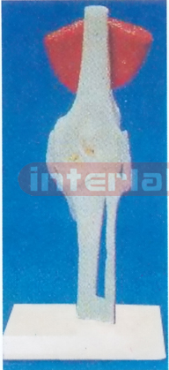 ADULT KNEE JOINT FUNCTION MODEL WITH MUSCLES