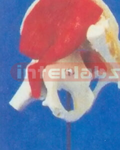 ADULT HIP JOINT FUNCTION MODELWITH IRON STAND