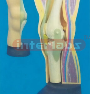 MIDDLE ADVANCED/ADULT KNEE JOINT FUNCTIONAL MODEL WITHOUT SIDE MUSCLE FOR DEMONSTRATION