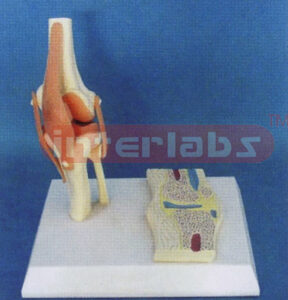 MIDDLE FUNCTIONAL KNEE JOINT MODELS WITH ANAT-KNEE JOINT