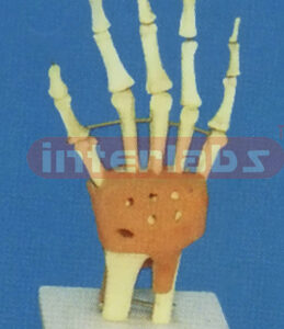 ADVANCED BIG LEFT ARM JOINT-FUNCTIONAL MODEL WEST-TYPE