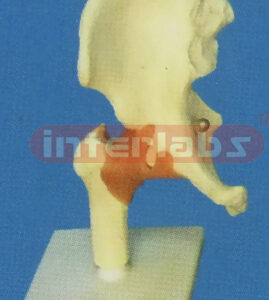ADVANCED LEFT HIP JOINT - FUNCTIONAL MODEL, WEST-TYPE