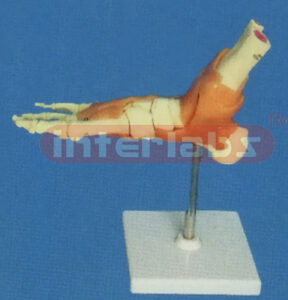 BIG LEFT FOOT JOINT - FUNCTIONAL MODEL