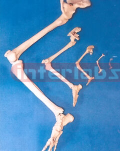ADULT HUMAN LEG BONE WITH INNOMINATE BONE