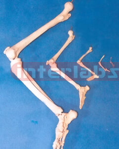 ADULT LEG BONE
