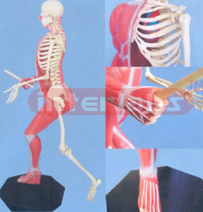 168 CM TALL, LEFT SKELETON & RIGHT MUSCULAR TORSO SPORT -TYPE