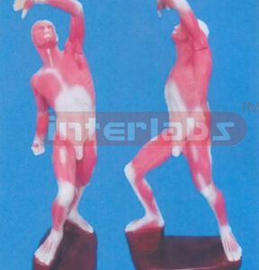 68 CM TALL COMPLETE MUSCULAR OF ANATOMICAL SURFACE LAYER, MODEL WITH INTERNAL ORGANS, LUXURY PLASTIC BASE