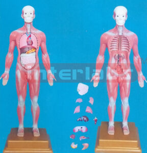 40 CM TALL, COMPLETE MUSCULAR ANATOMICAL MODEL WITH INTERNAL ORGANS, LUXURY PLASTIC BASE (13 PCS)