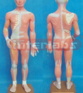 68 CM TALL, AOUANCEO, COMPLETE ANATOMICAL MSCULAR TORSO MOOEL WITH LUXURY PLASTIC BASE