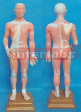 68 CM TALL, AOUANCEO, COMPLETE ANATOMICAL MSCULAR TORSO MOOEL WITH LUXURY PLASTIC BASE