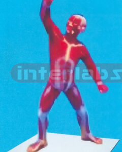 23 CM TALL, HUMAN MUSCLE BODY MODEL