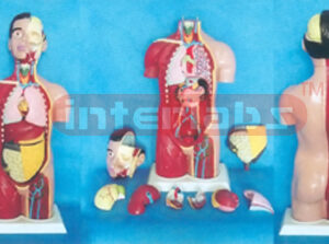 90 CM TALL, ADULT ANAT-HALF MUSCULAR AND HALF SKIN, SEXLESS TORSO