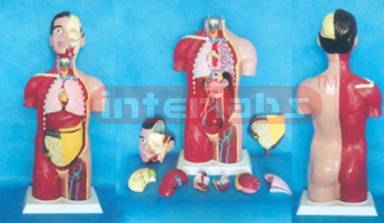 90 CM TALL, ADULT ANAT-HALF MUSCULAR AND HALF SKIN, SEXLESS TORSO