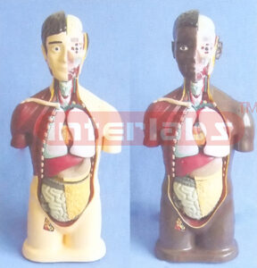 90 CM TALL SEXLESS ANATOMICAL HUMAN MODEL