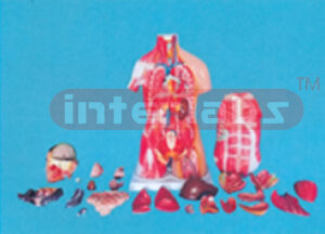 85 CM TALL, MALE SEX, HALFSKIN&HALF MUSCLE HUMAN TORSO MODEL, W/HEAD AND BACK DISSECTION ASIA-STYLE, 26 PCS / SET