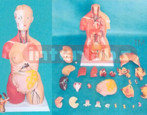 85 CM TALL, CHANGE SEX, HALF SKIN HALF MUSCLE TORSO MODEL WITH HEAD 28 PCS, BACK DISSECTION