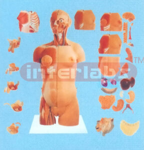 85 CM TALL UNISEX HUMAN TORSO W/HALF MUSCLES & HALF SKIN ON PLASTIC BASE