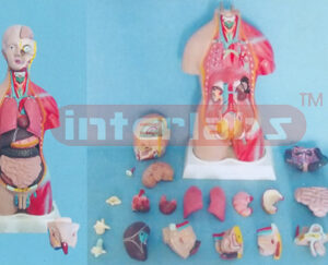 28CM TALL, COLOURED MALE TORSO, 15 DISSECTIBLE PARTS, ON PLASTIC BASE