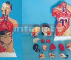 50 CM TALL SEXLESS TORSO MODEL SHOWING HALF SKIN AND HALF MUSCLE WITHOUT HEAD (8 PCS)