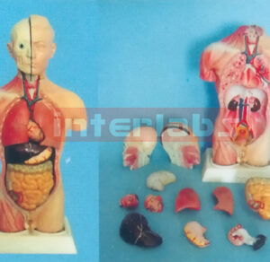 45 CM TALL THREE SEXES HALF MUSCLE HALF SKIN TORSO MODEL