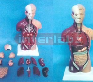 28 CM TALL. AMERICA-S TYPE HUMAN TORSO MODEL (15 PCS)