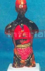 28 CM TALL, TRANSPARENT MALE TORSO, 15 DISSECTIBLE PARTS, ON PLASTIC BASE