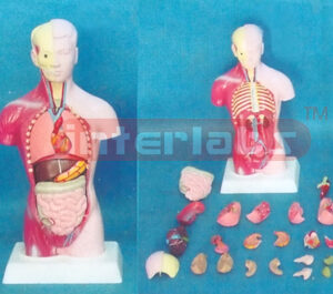 28 CM TALL, COLOURED MALE TORSO (23 PARTS)