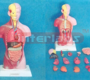 28 CM TALL, COLOURED MALE TORSO, 15 DISSECTIBLE PARTS, ON PLASTIC BASE