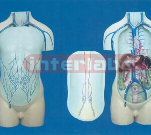 55 CM TALL, HUMAN TORSO DEMONSTRATING ABDOMEN VEINS WITHOUT HEAD