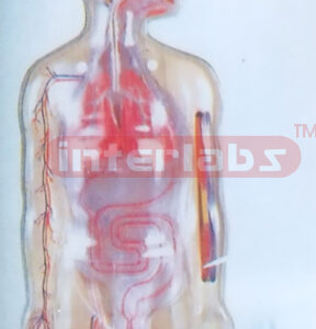 DEMONSTRATING CIRCULATION TORSO MODEL